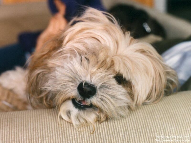 sleeping dog on couch