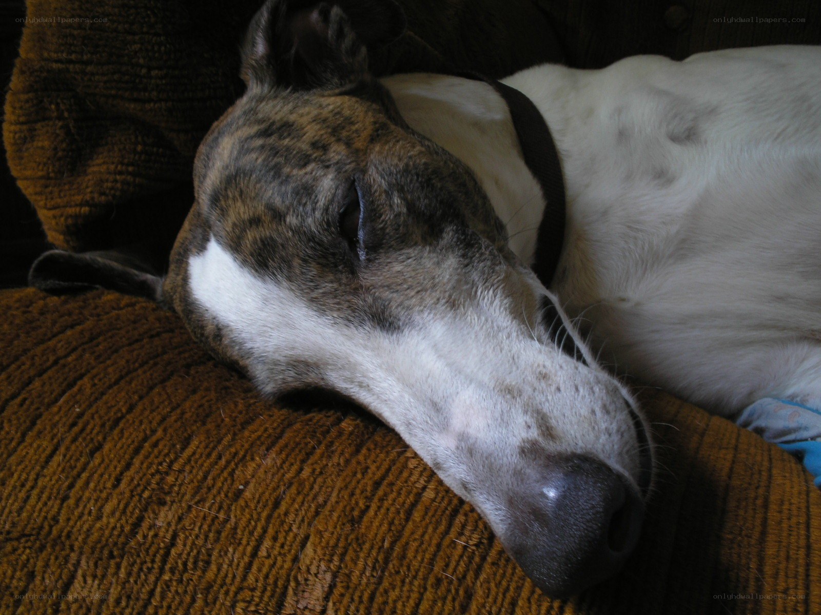 sleeping dog on couch