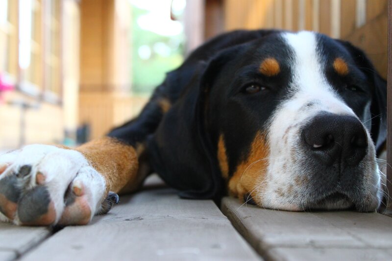 sleeping dog on deck