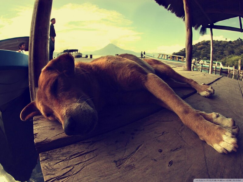 Sleeping Dog on Dock