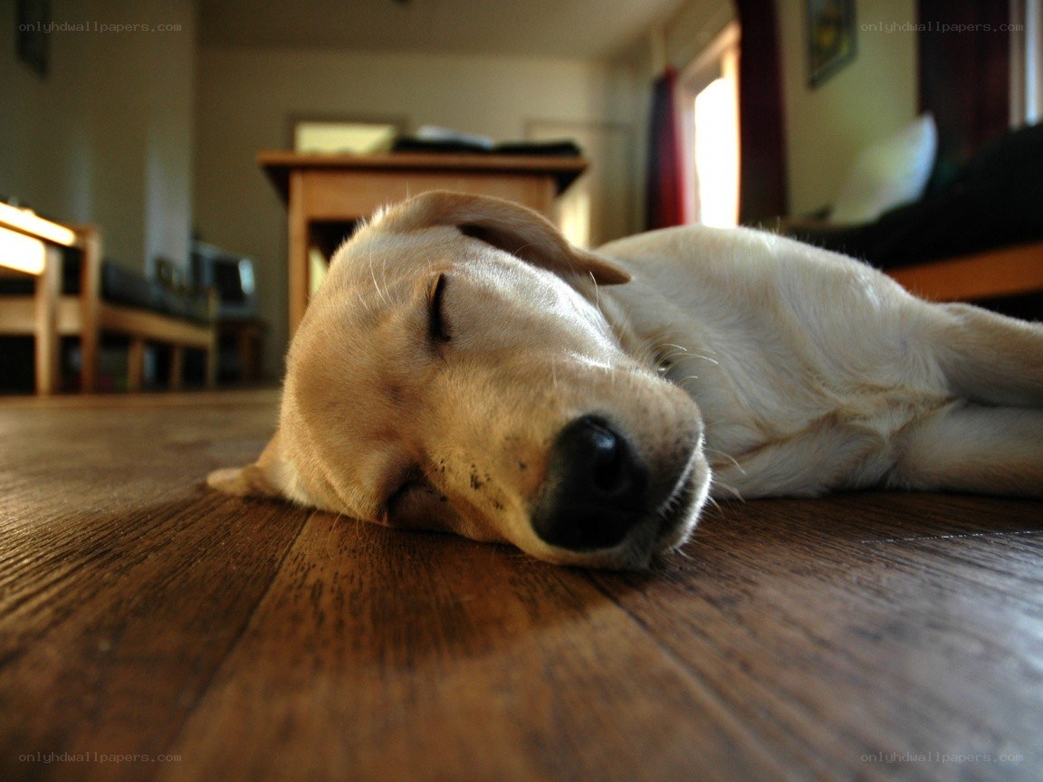 sleeping dog on floor