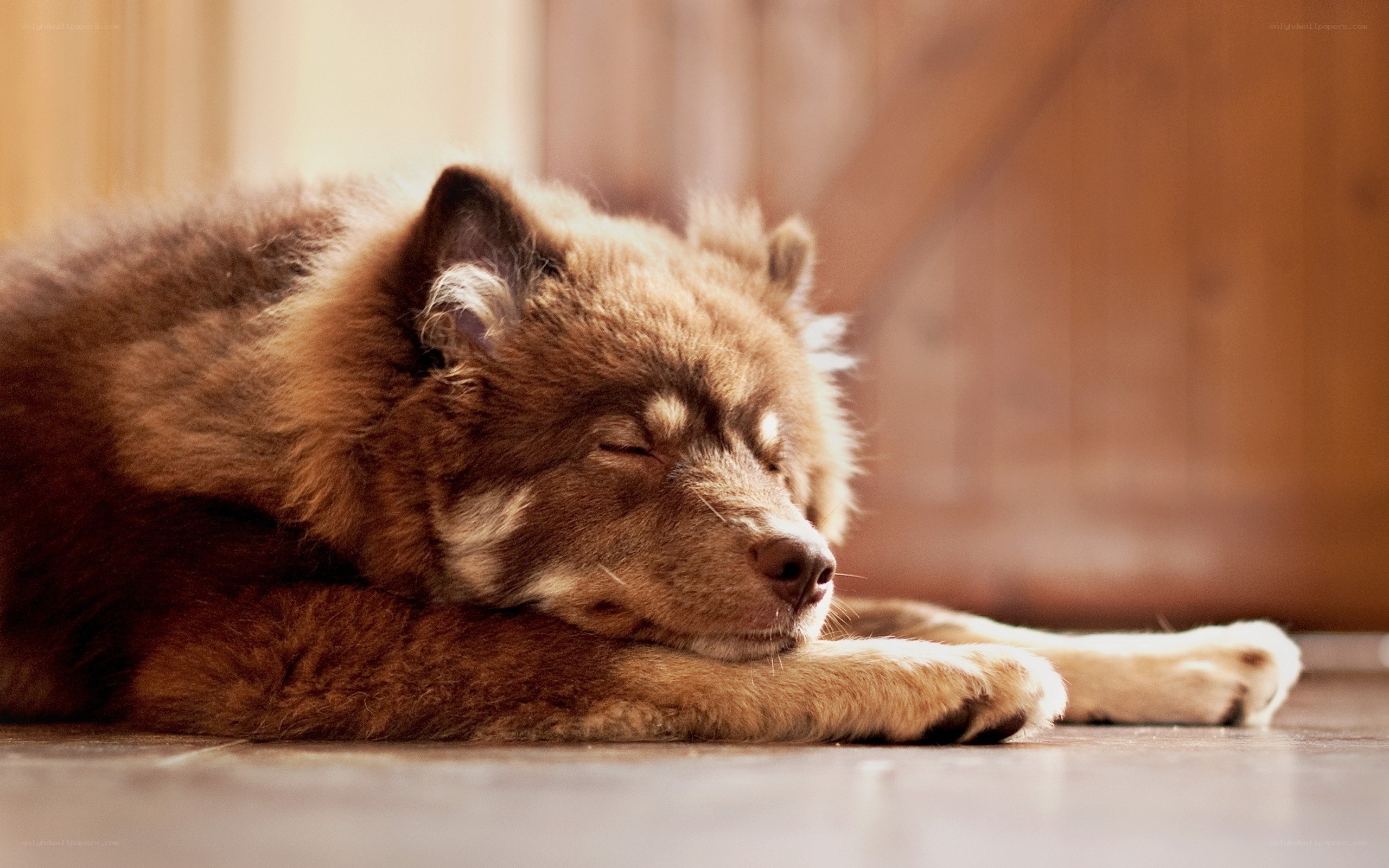 Sleeping dog on floor