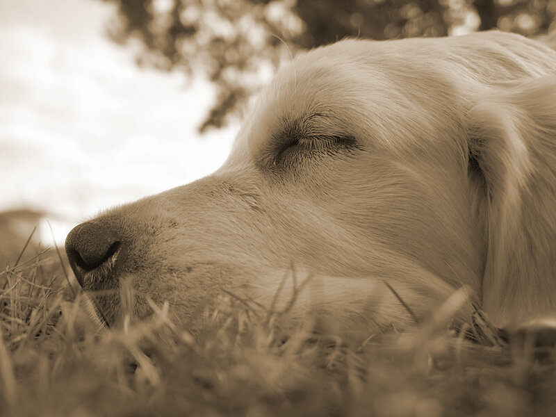 sleeping dog on grass
