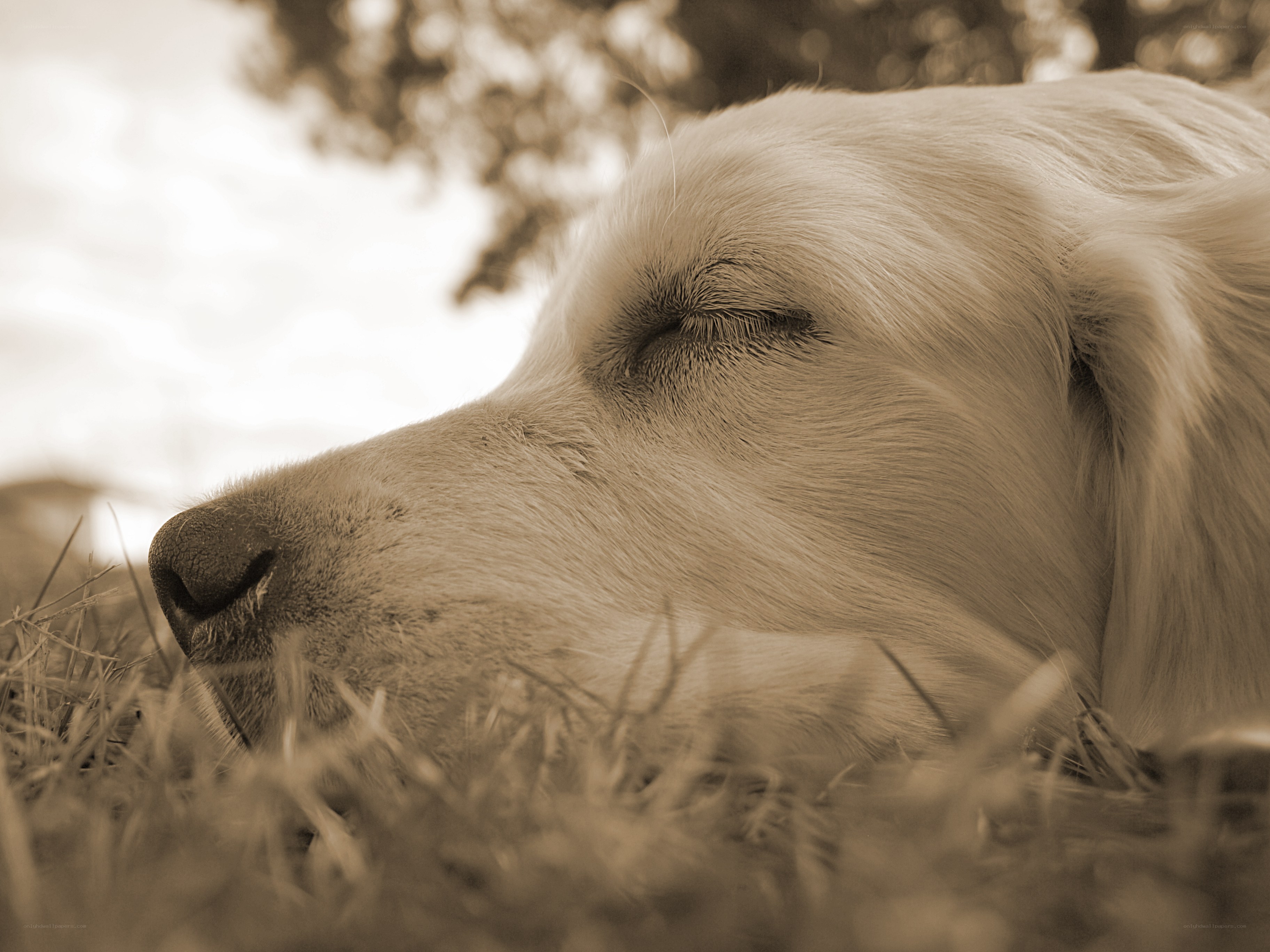 sleeping dog on grass