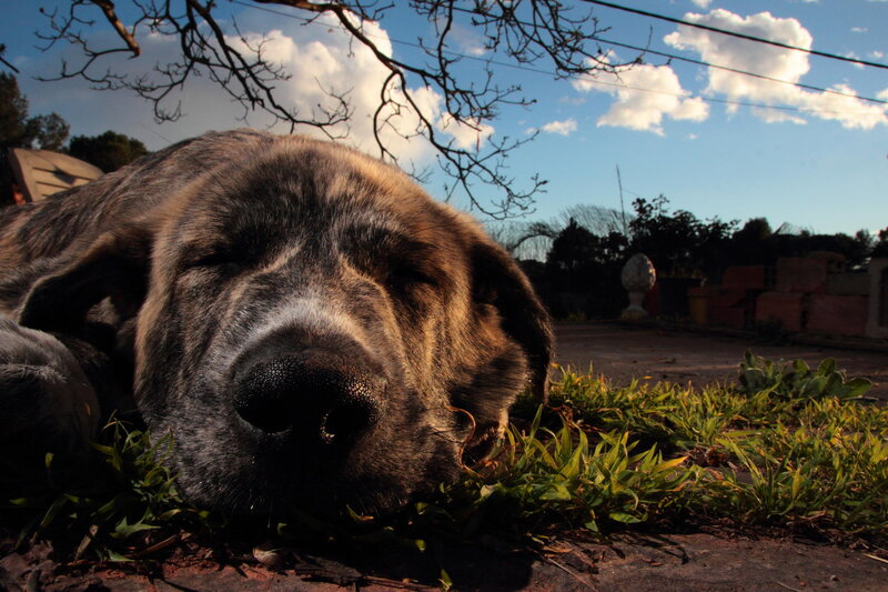 Sleeping Dog on Grass — Brown