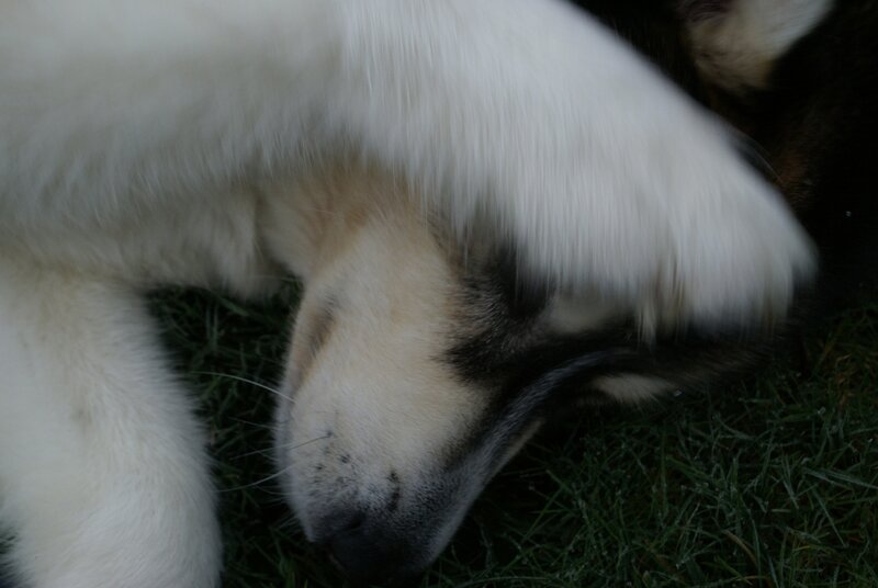 Sleeping Dog on Grass — White