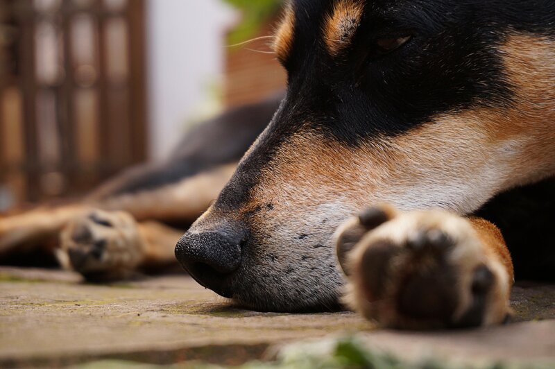 Sleeping Dog on Ground — Black