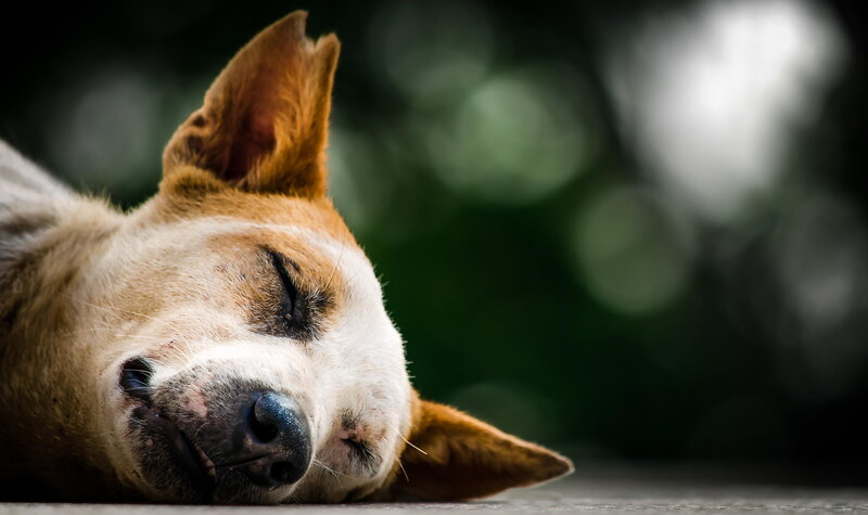 Sleeping Dog on Ground