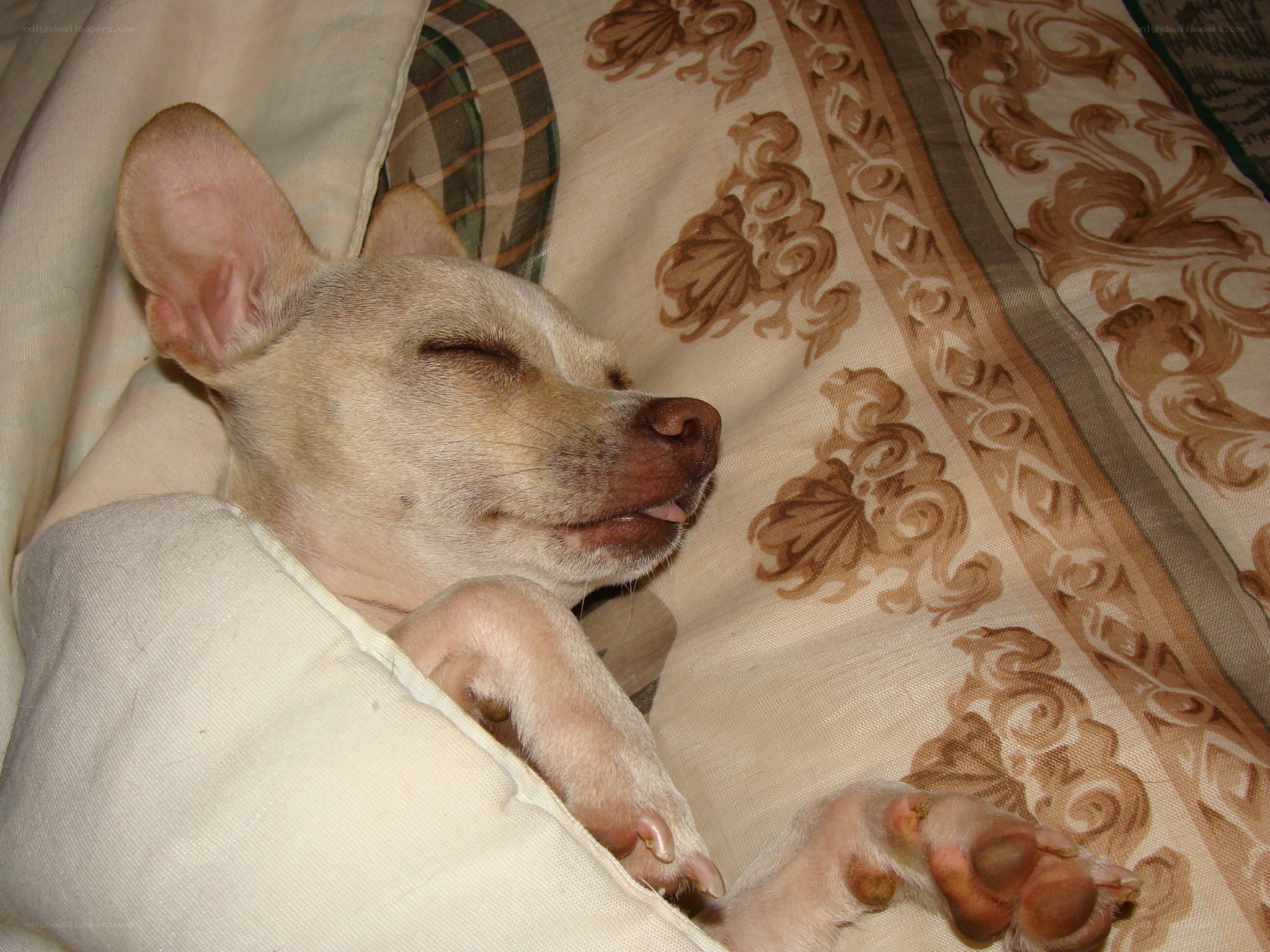 sleeping dog on patterned blanket