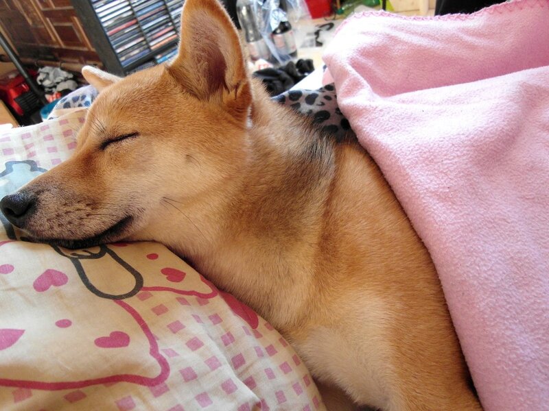 Sleeping Dog on Pillow — Brown