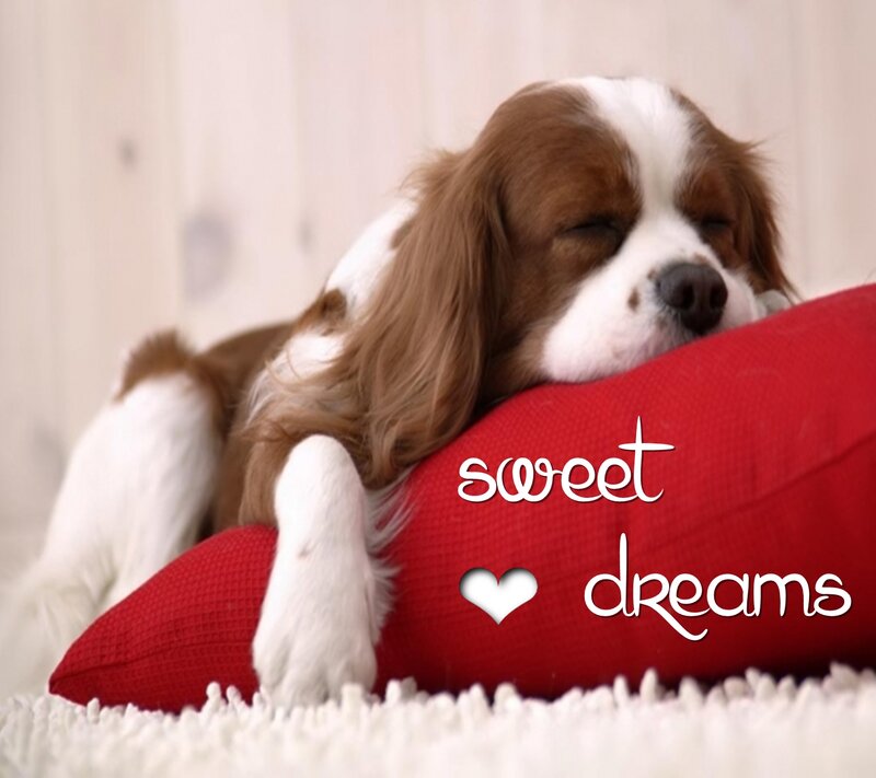 Sleeping Dog on Pillow — Red, Peaceful