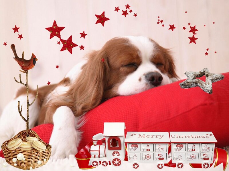Sleeping Dog on Pillow — Red