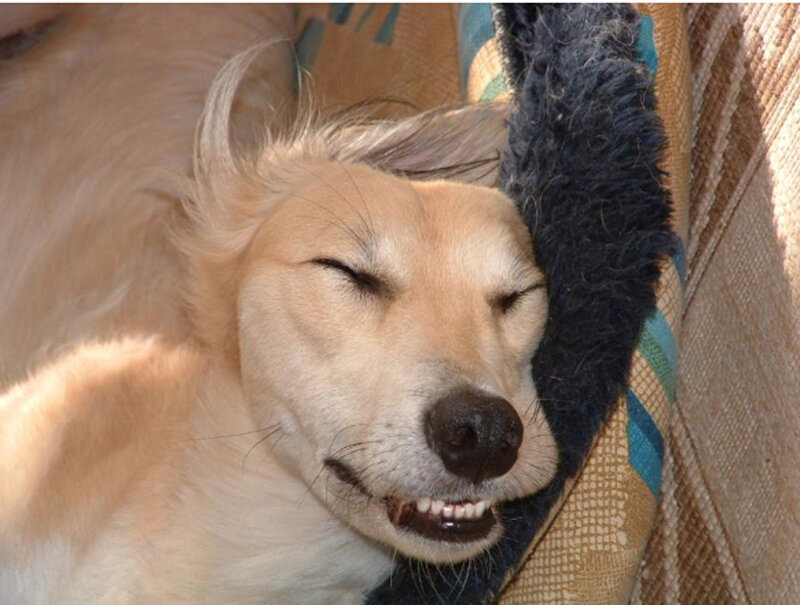 Sleeping Dog on Pillow