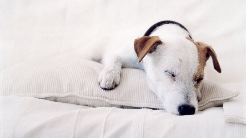 Sleeping Dog on Pillow — White