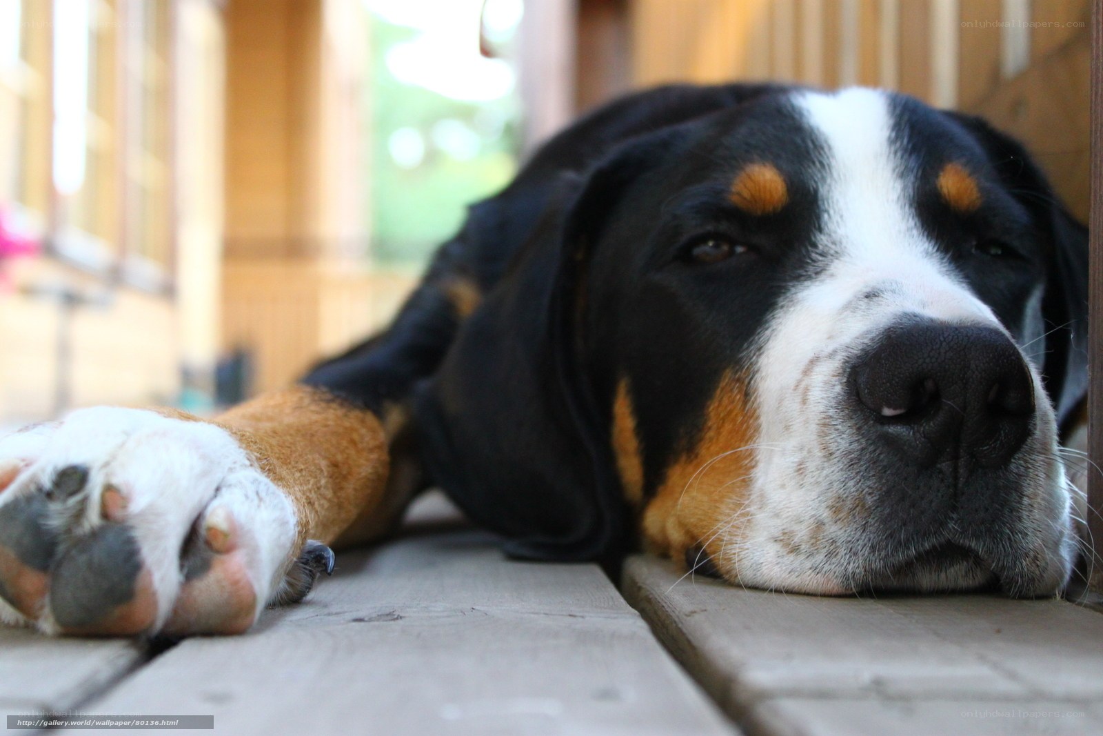 sleeping dog on porch