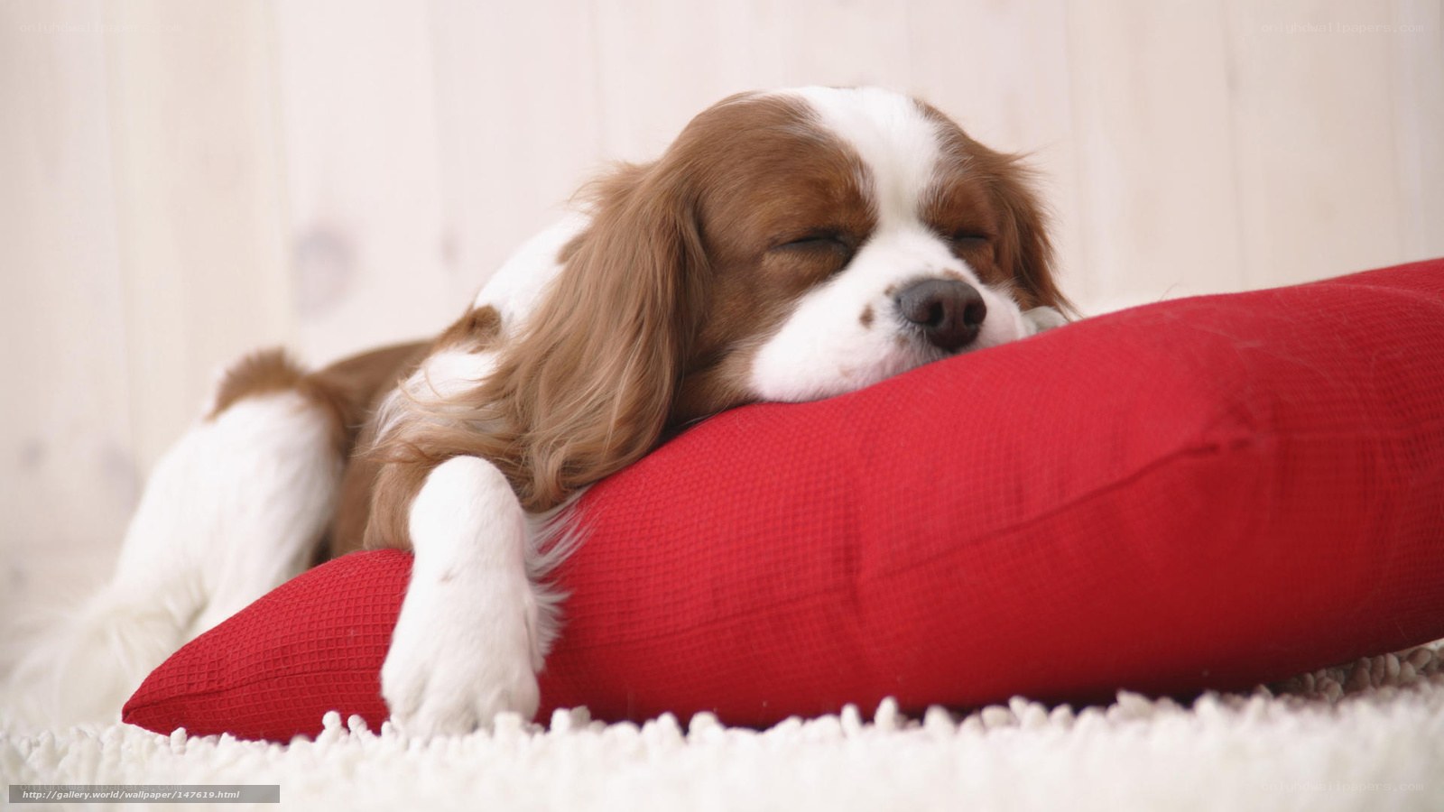 Sleeping dog on red pillow