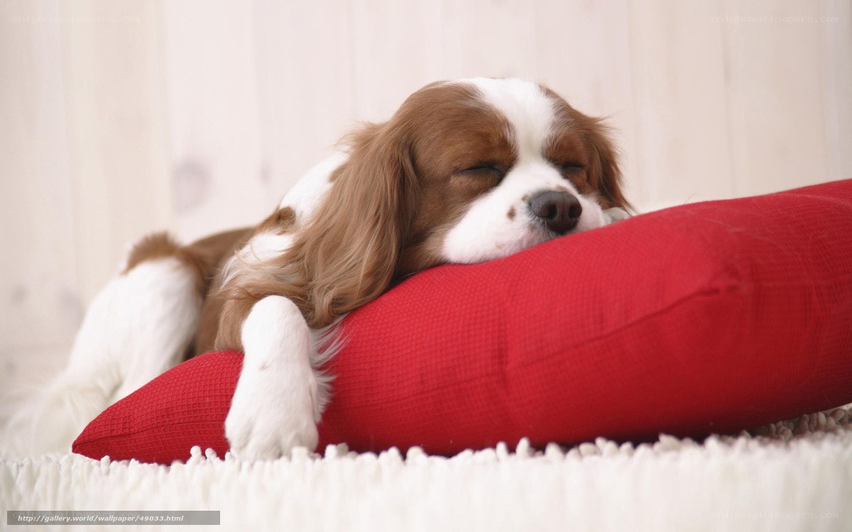 Sleeping dog on red pillow