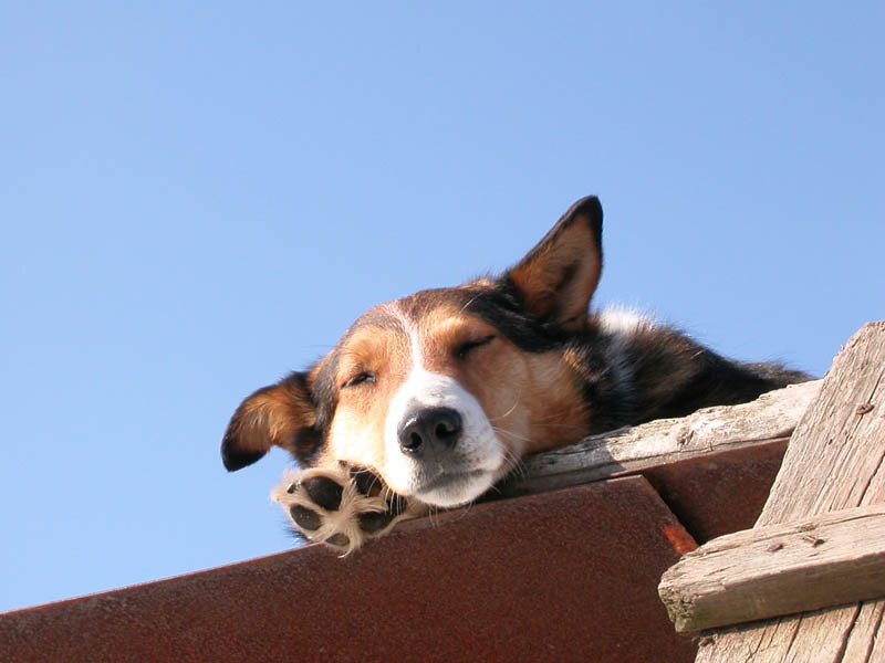 Sleeping Dog on Roof