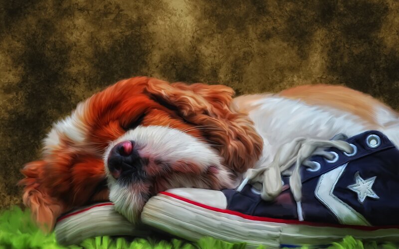 Sleeping Dog on Sneaker