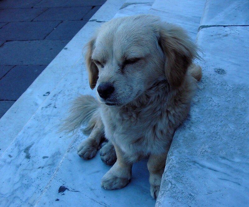 sleeping dog on steps
