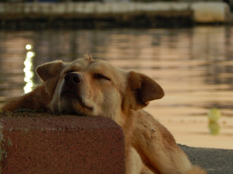 Sleeping Dog on Wall