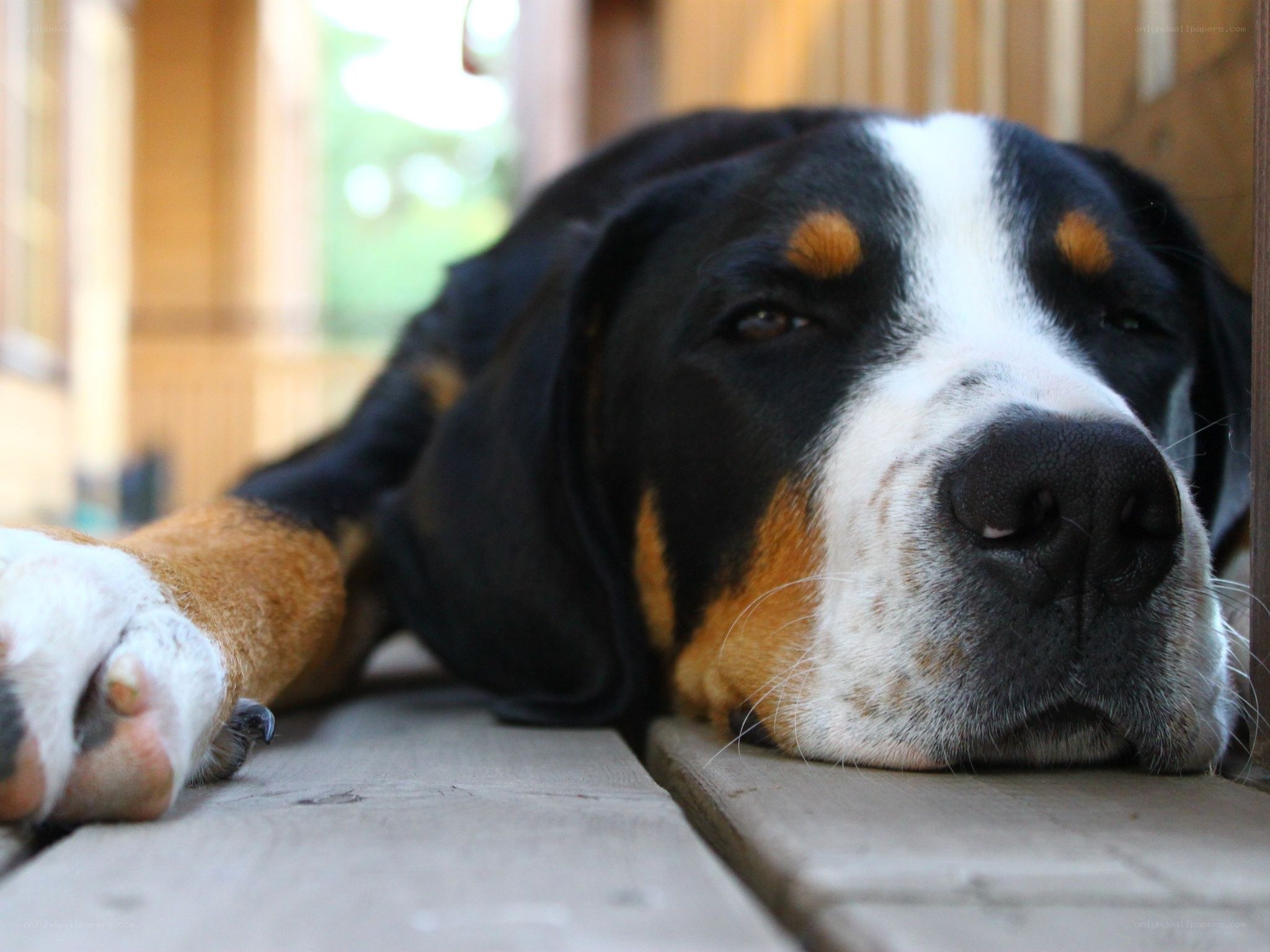 sleeping dog on wooden deck