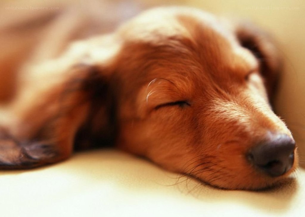 sleeping dog puppy