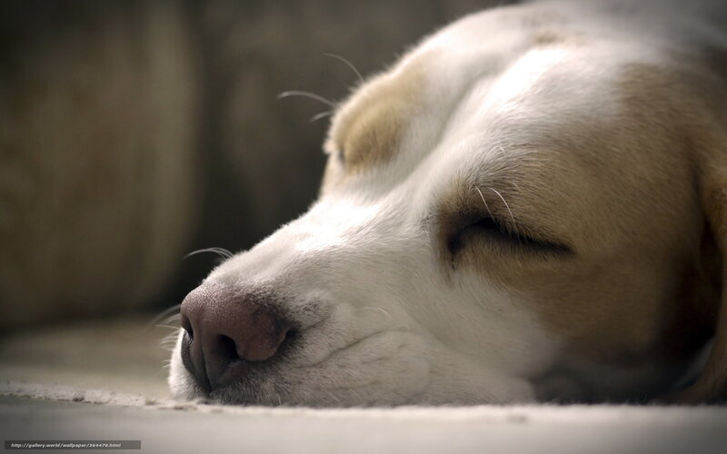 Sleeping Dog