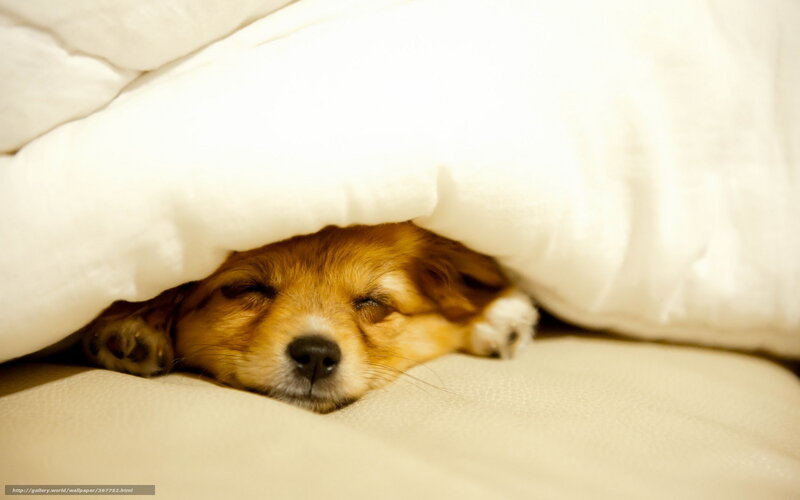 Sleeping Dog under Blanket