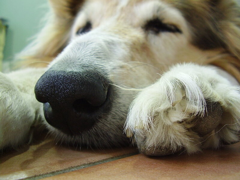 Sleeping Dog — White