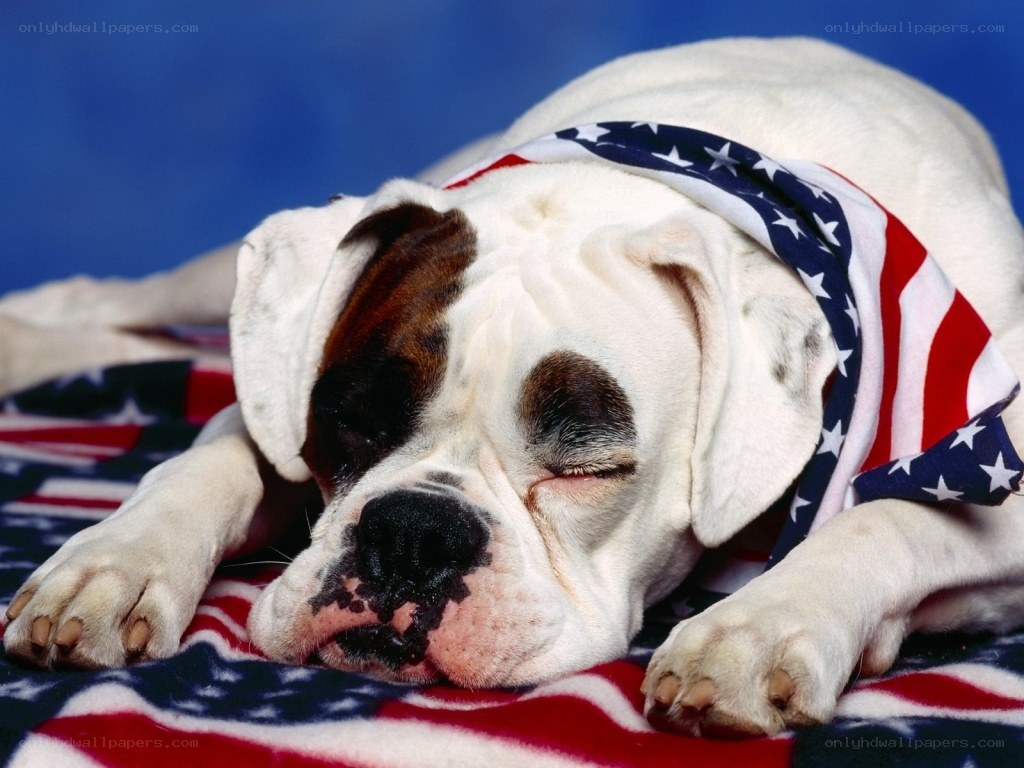 Sleeping dog with American flag