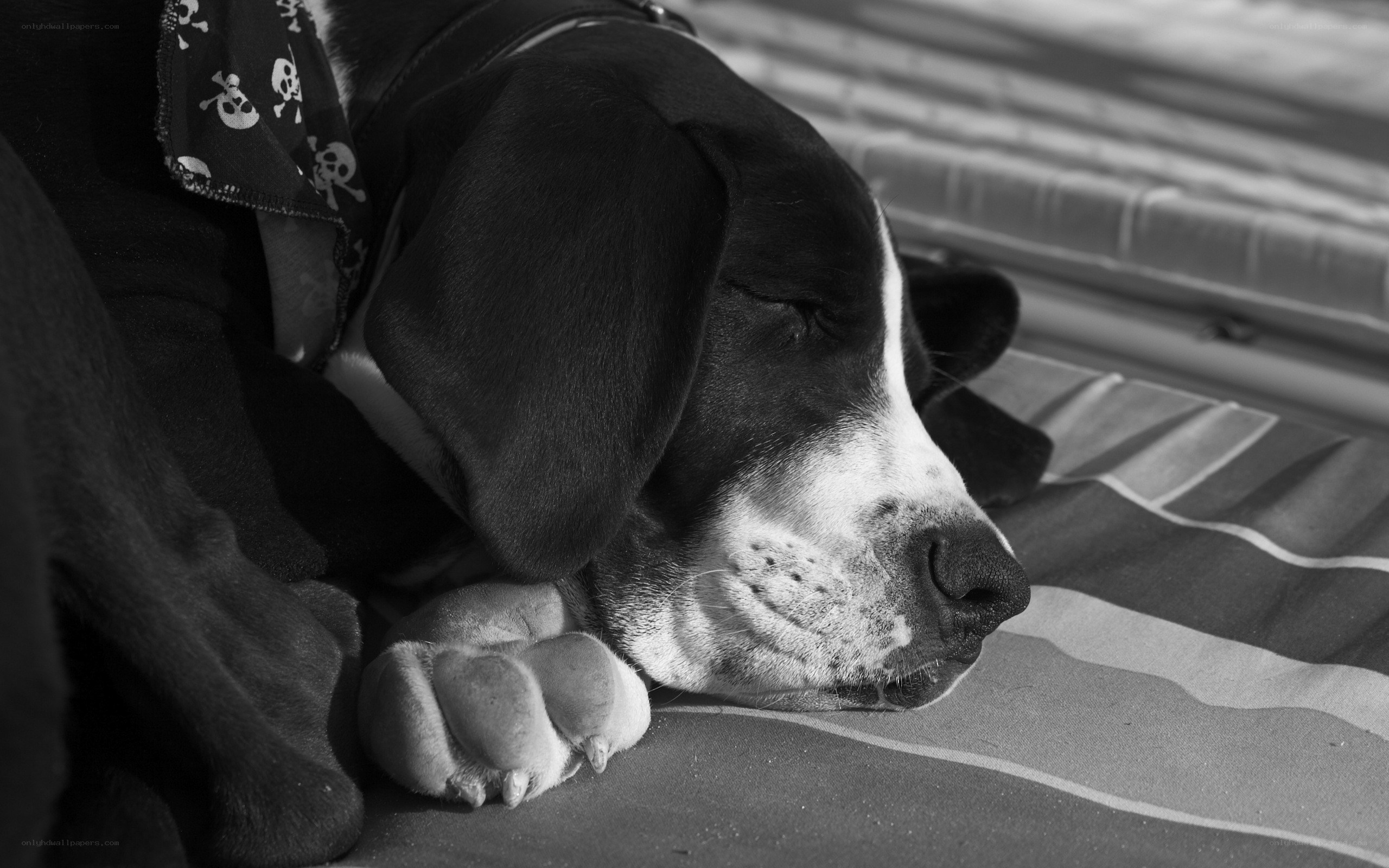 sleeping dog with bandana