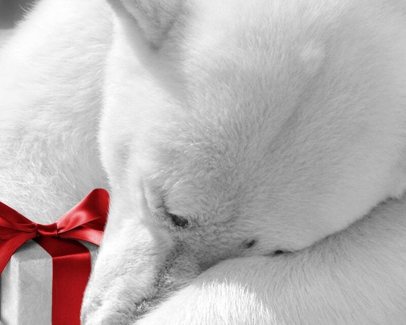 sleeping dog with gift
