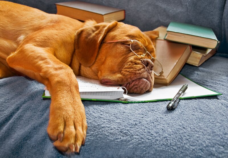 Sleeping Dog with Glasses — Brown