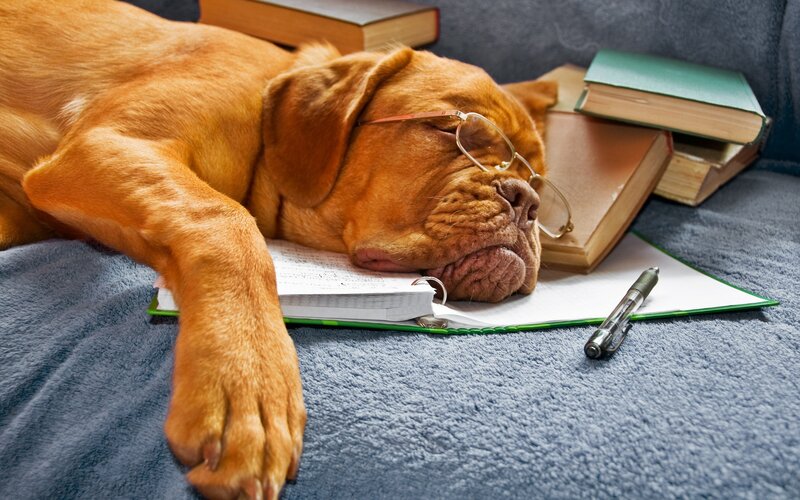 Sleeping Dog with Glasses
