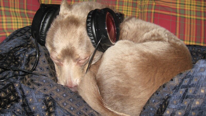 Sleeping Dog with Headphones