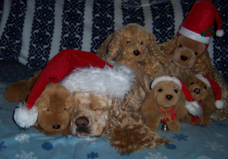 Sleeping Dog with Stuffed Toys
