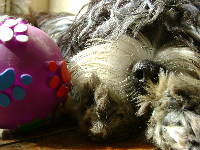 sleeping dog with toy