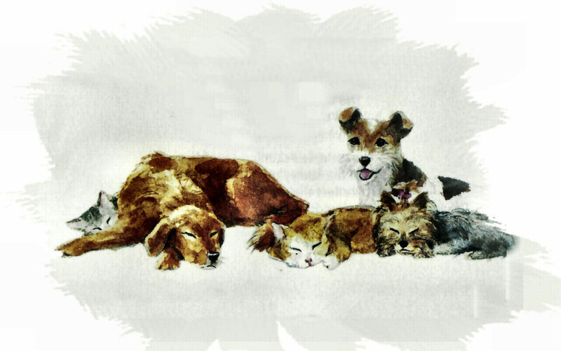 Sleeping Dogs and Cats