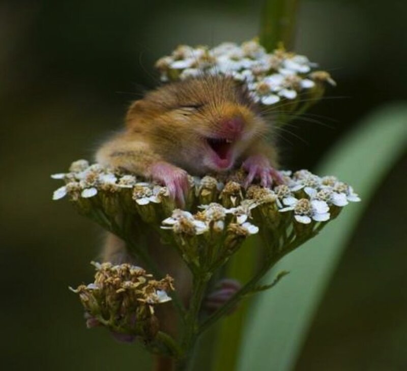 Sleeping Dormouse on Flowers