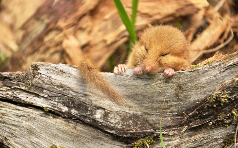 Sleeping Dormouse