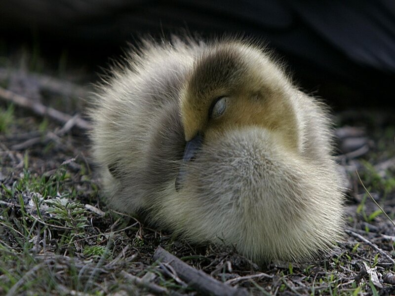 Sleeping duckling on grass