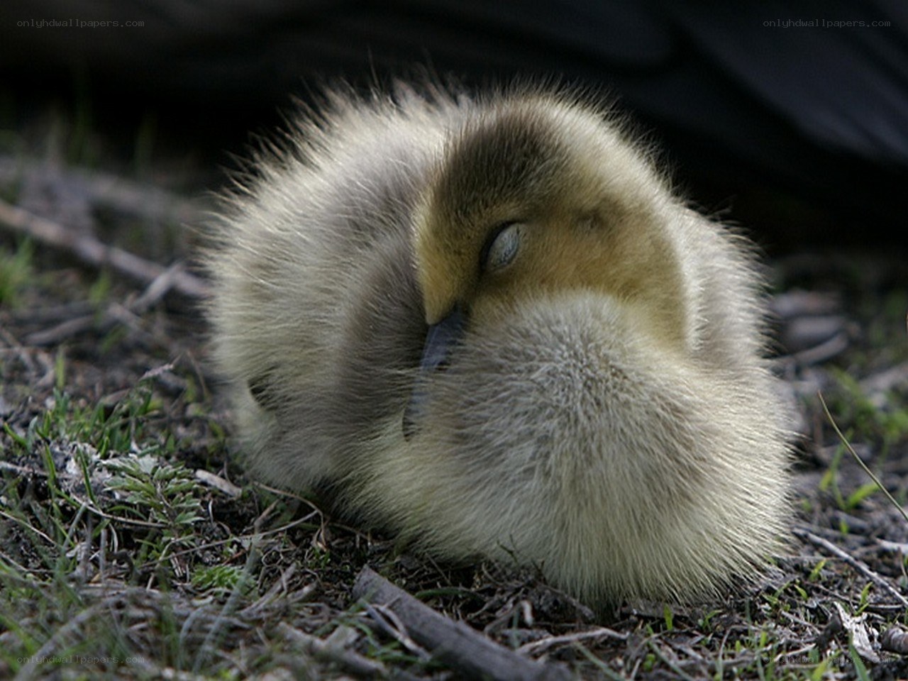 Sleeping duckling on grass