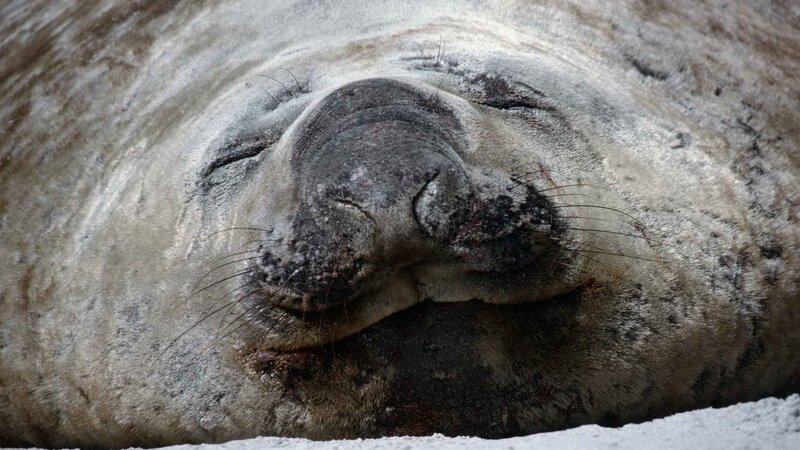 sleeping elephant seal
