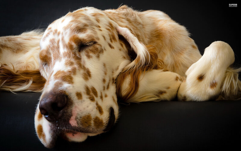 Sleeping English Setter