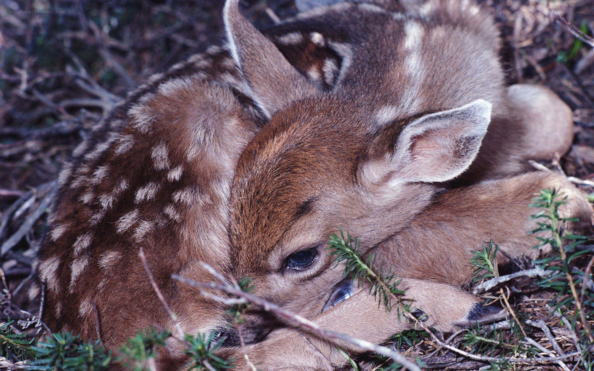 Sleeping fawn in forest