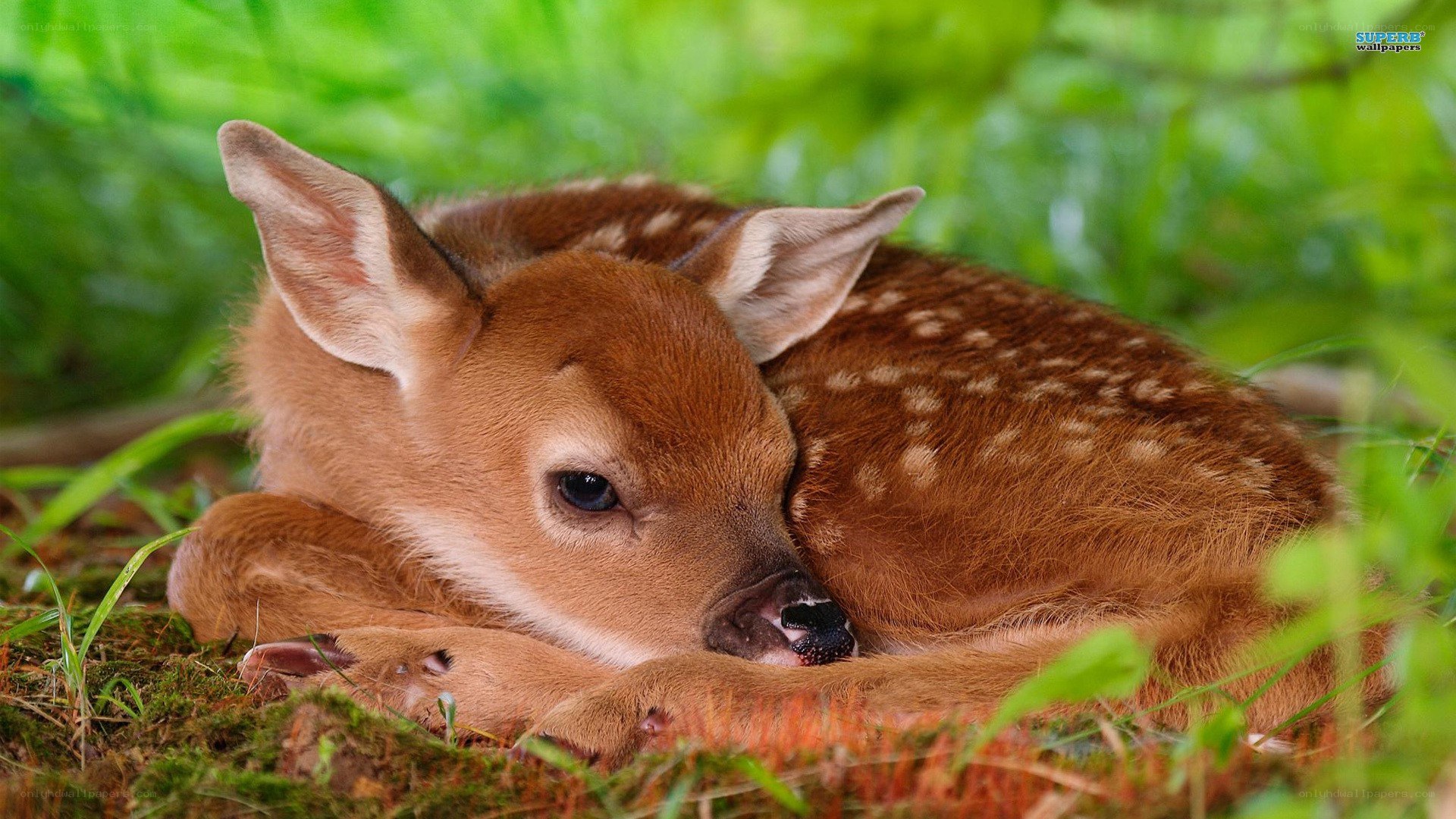 Sleeping fawn in grass
