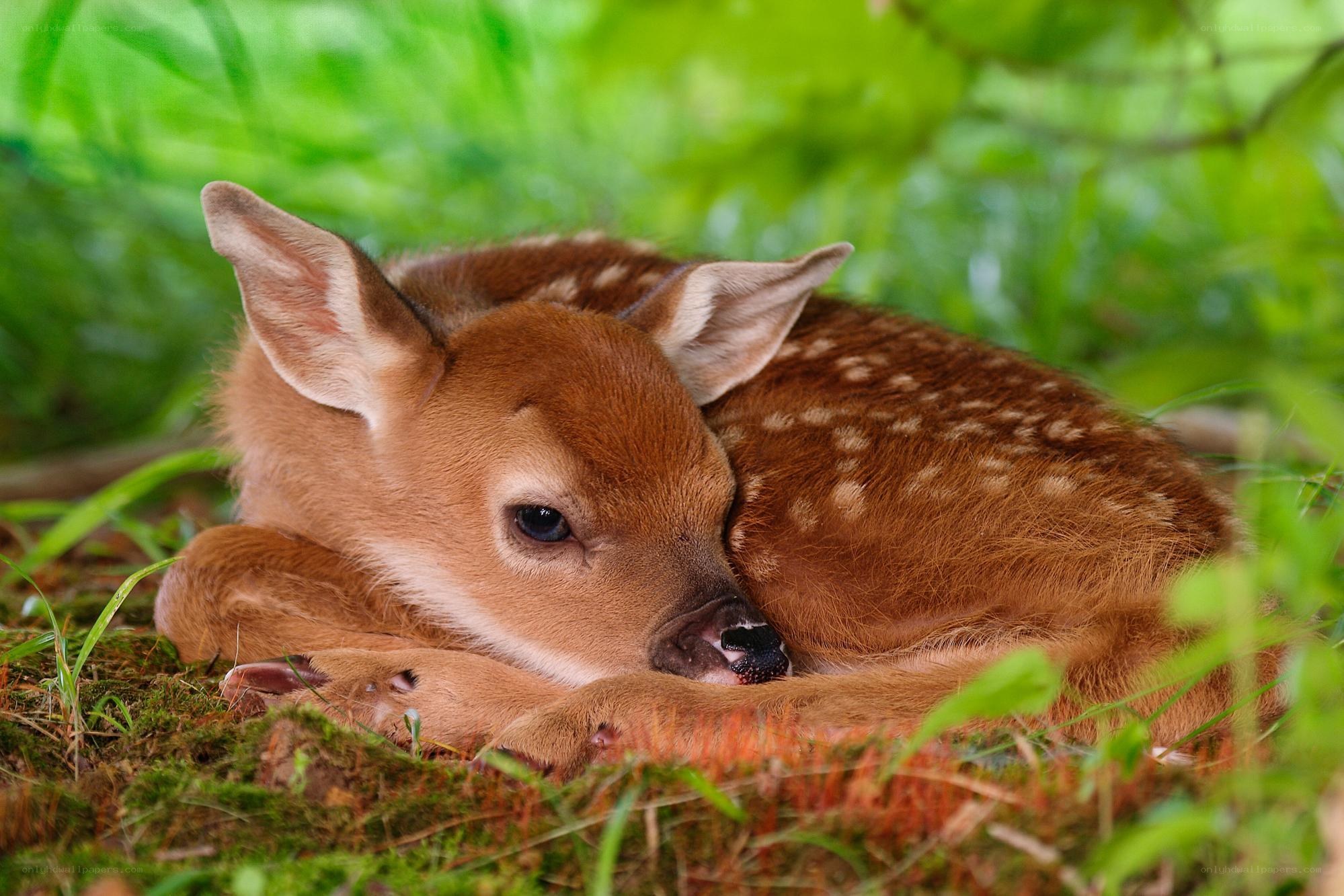 Sleeping fawn in the forest