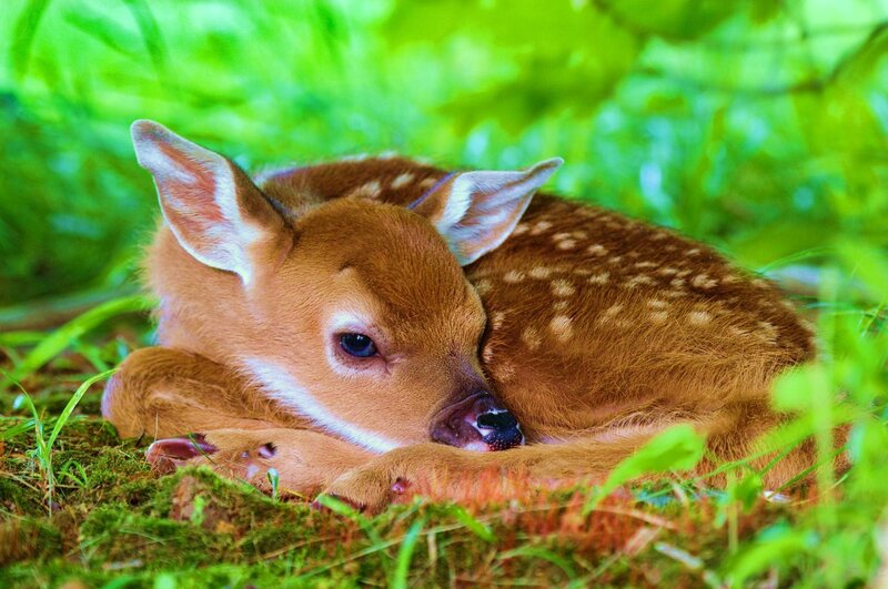 Sleeping fawn in the forest