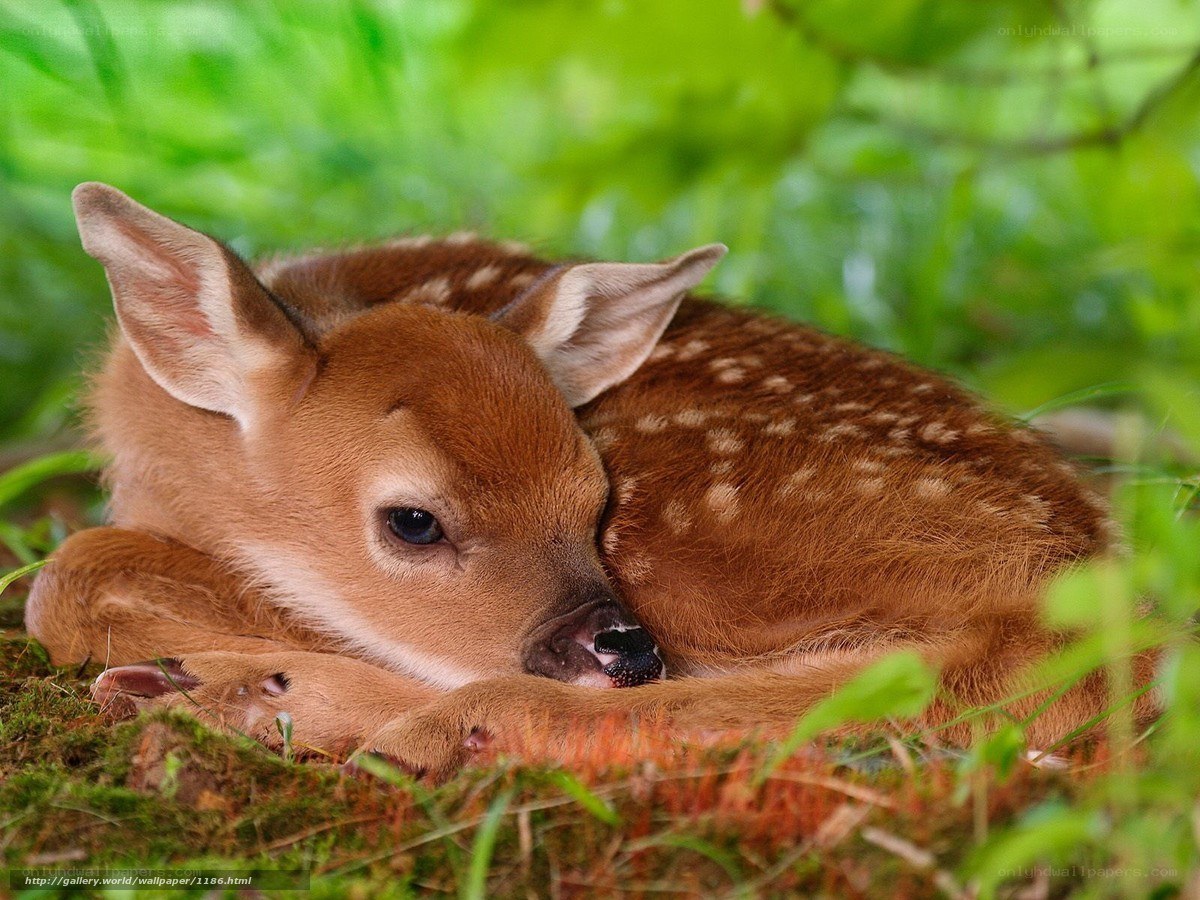 Sleeping fawn in the forest